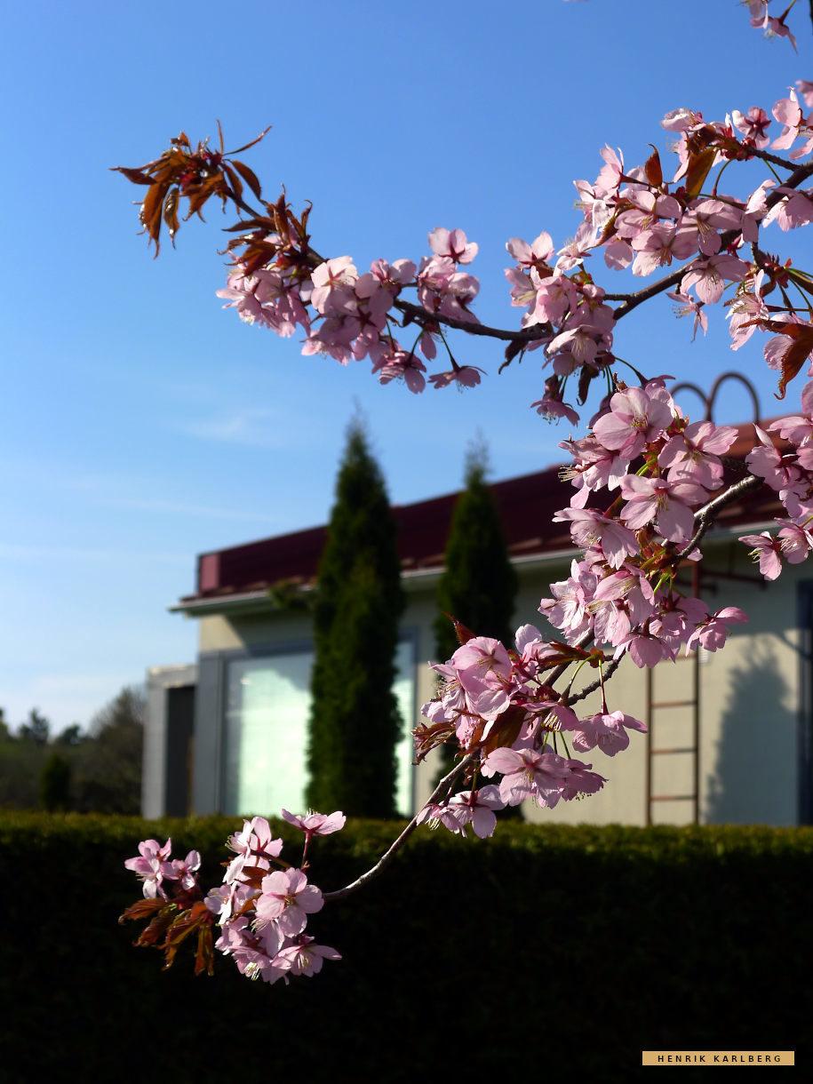 Villa Kia Garden Cherry trees in bloom