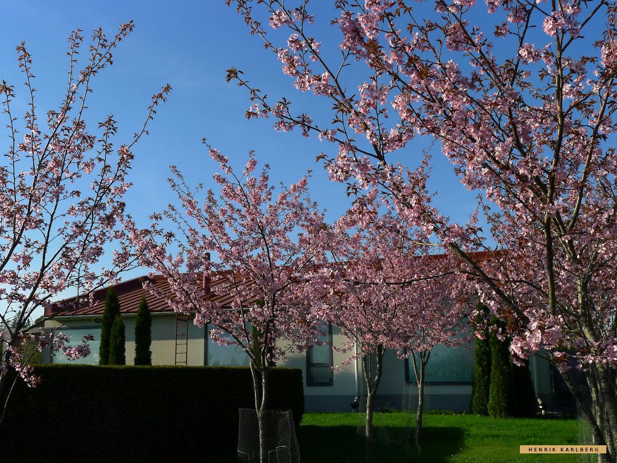 Villa Kia Garden cherry bloom